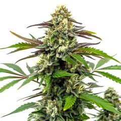 Bubble Gum Sherbet, Фасовка: 3+1